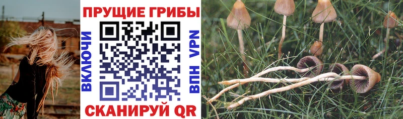Галлюциногенные грибы GOLDEN TEACHER  Ноябрьск 